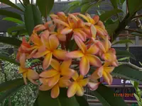Flora.webp