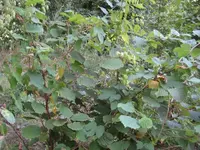 Hazelnuts 003.webp