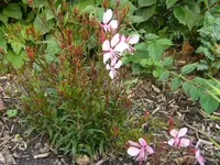 DSCF0261.webp