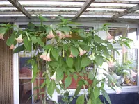 ET's (25 Blüten), 30.08.12.webp