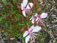 DSCF0262.webp