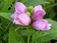 DSCF0240.webp
