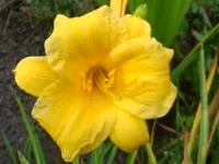 DSC00027.webp