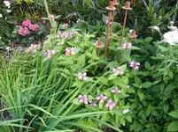 DSCF0255.webp
