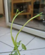 M_Fo1f.webp