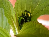 DSCF0228.webp