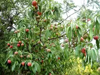 Erdbeerbaum.webp