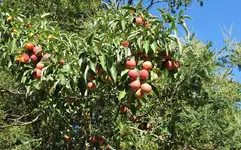 Erdbeerbaum (2).webp