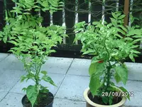 BILD1416.webp
