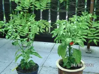 BILD1417.webp