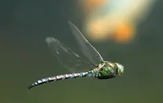 fliegende Libelle überm Teich_1000.webp