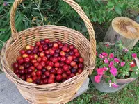 Cherry Plum v.webp