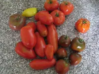 tomaten 001.webp