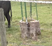 baum im stamm.webp
