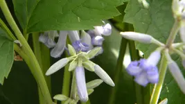 DSCN3636.webp