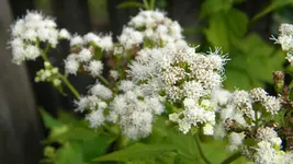 DSCN3638.webp