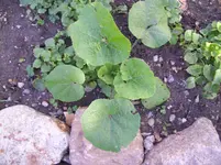 100_0812.webp