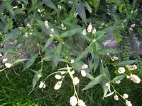 100_0813.webp