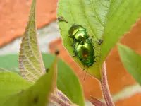 DSCF0281.webp