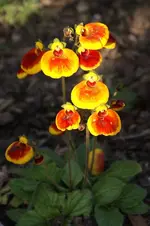 File_242mimi.webp