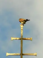 Falke_001.webp