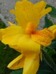 Canna_108.JPG