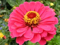 Zinnie_025.webp
