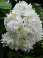 Bauernhortensie_097.webp