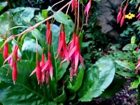 Fuchsie winterhart_073.webp