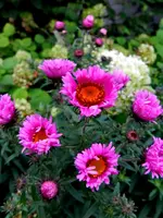 Herbstastern_105.webp