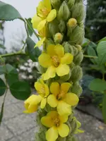 Königskerze_004.webp