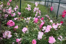 IMG_1229.webp