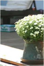 Blümchen.webp