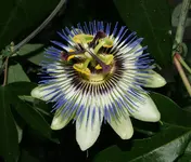 Passion_1_DSC06558.webp