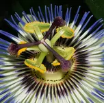 Passion_2_DSC06558.webp