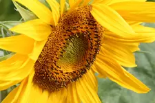 IMG_1336.webp