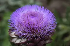 IMG_1258.webp