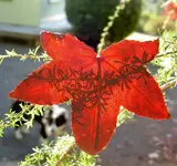 Copy of Schattenspiele a v.webp