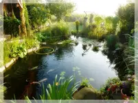 Teich (2).webp