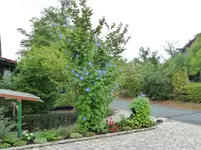 Prunkwinde (3).webp