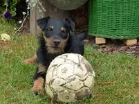 Branko mit Ball (2).webp
