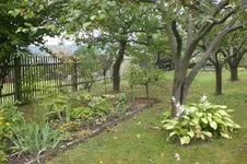 Garten 08 2012 013.webp