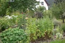 Garten 08 2012 014.webp