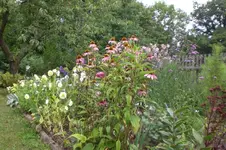 Garten 08 2012 016.webp