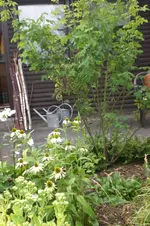 Garten 08 2012 019.webp