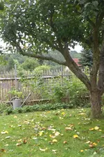 Garten 08 2012 020.webp