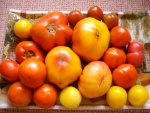 Tomaten 119.jpg