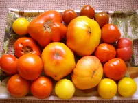Tomaten 119.webp
