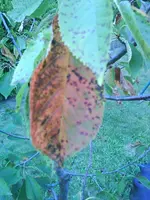 DSC03547.webp