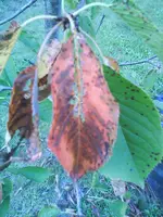 DSC03548.webp